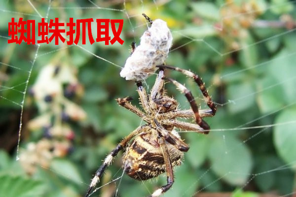 硅酸锆行业展望 结构性上行 高端化成核心趋势